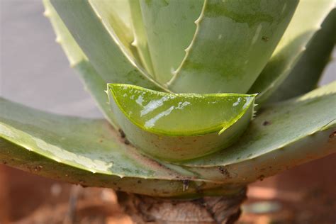 蘆薈種植|【家庭有菜】蘆薈的種植、繁殖與何時可以食用